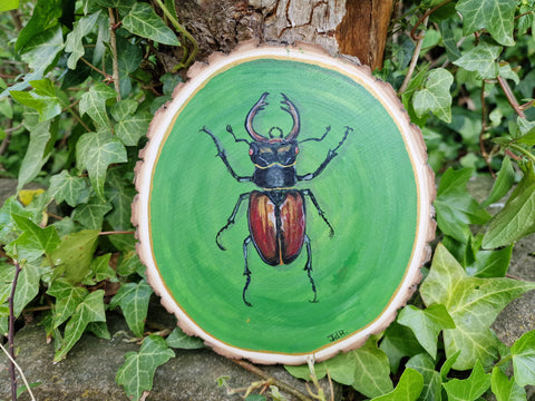 A - Hand painted Wood Slice - Stag Beetles - 18cm