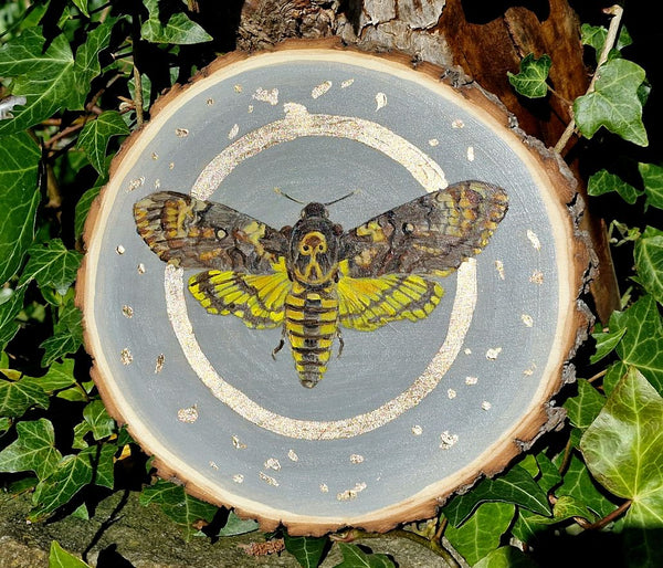 A - Hand painted Wood Slice - Native Moths - 18cm